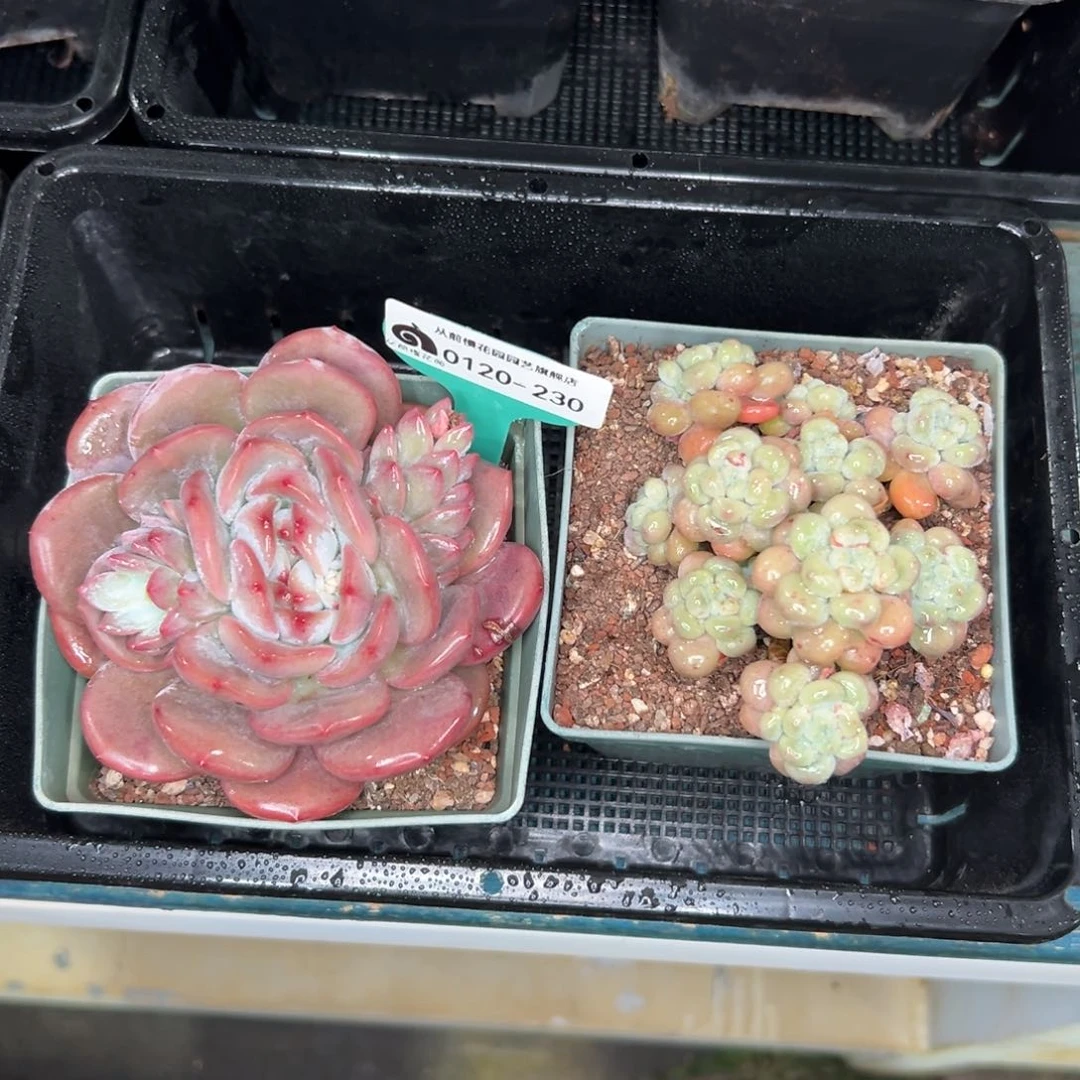 多肉一物一拍0120-230