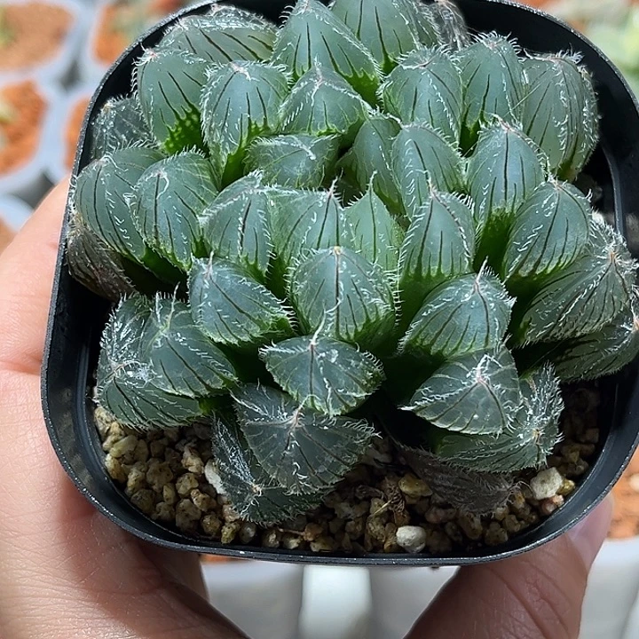 十二卷多肉实生毛玉露