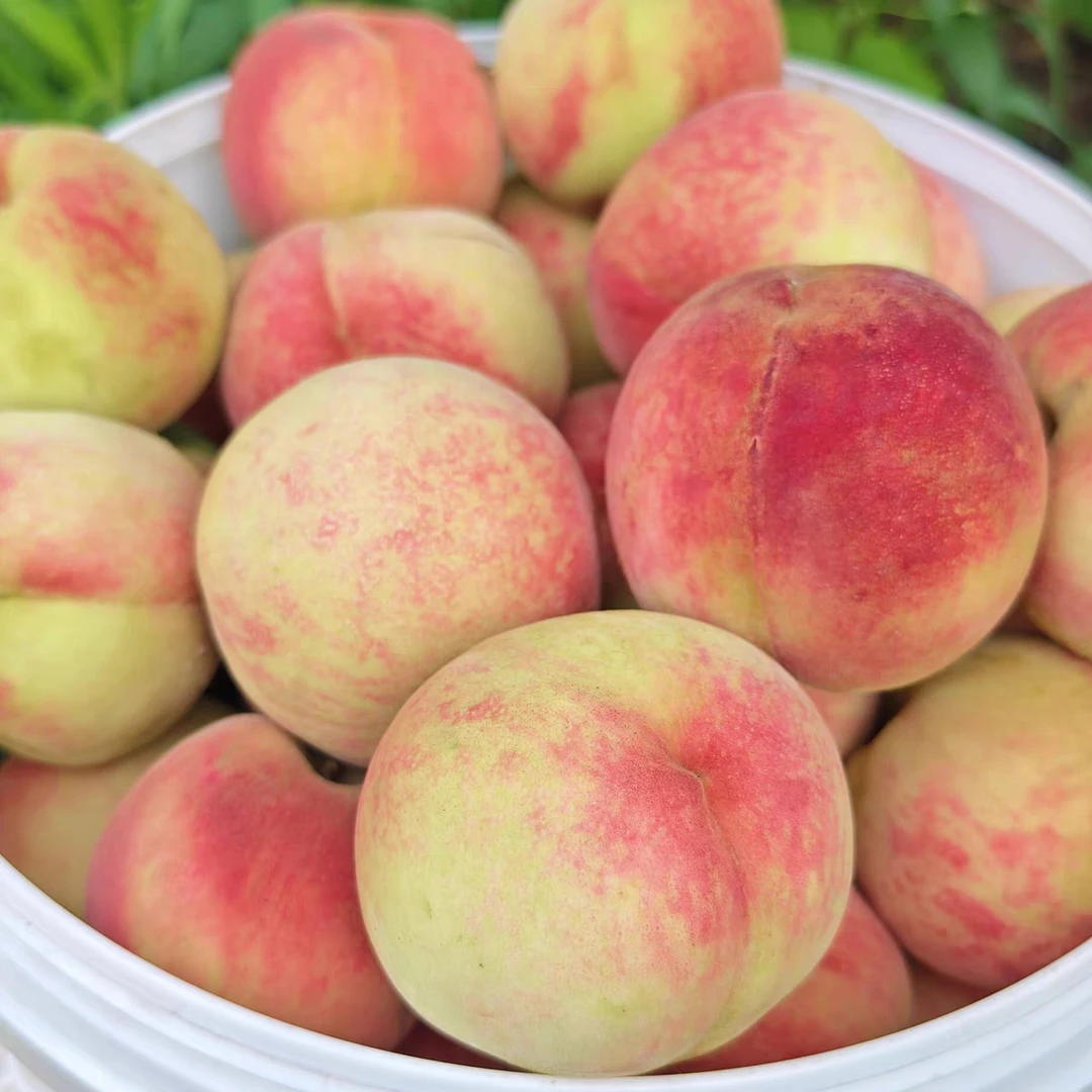 【顺丰/京东】红不软脆桃山西运城露天现摘脆甜可口清爽应季水果