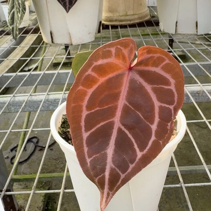 完全开放16号绝绝紫