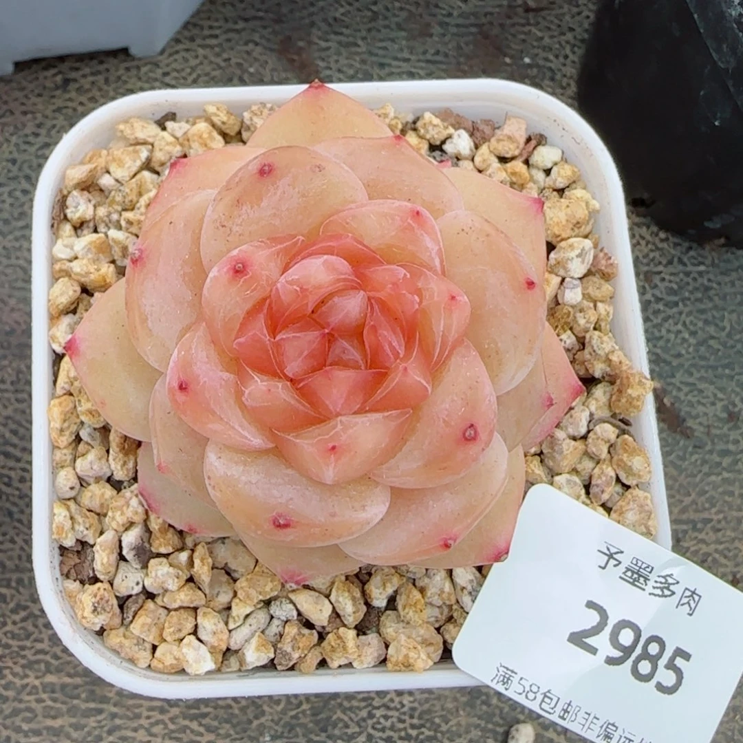 橘糖，2985多肉植物