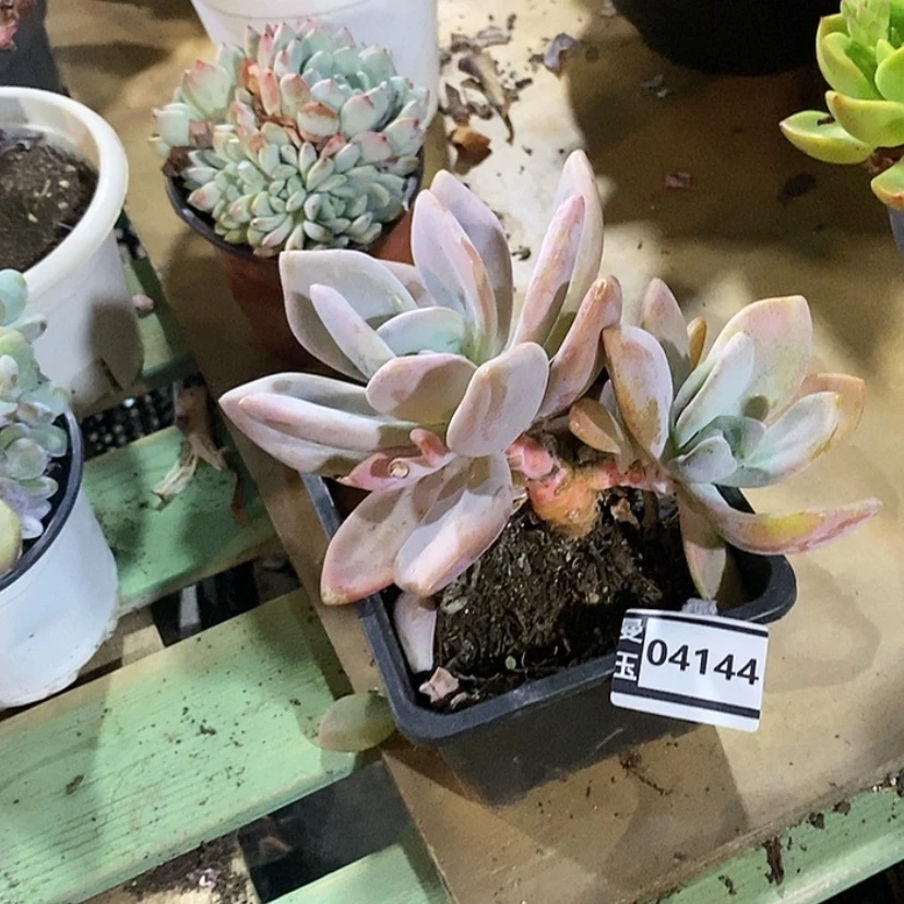【闪购商品】粉兔04144
