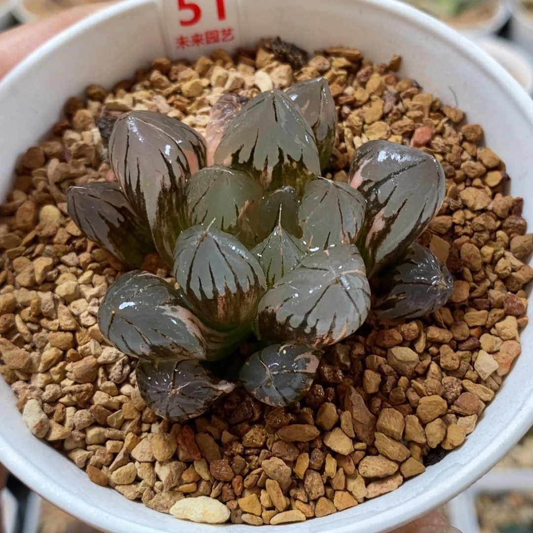 51水晶玉露锦一物一图