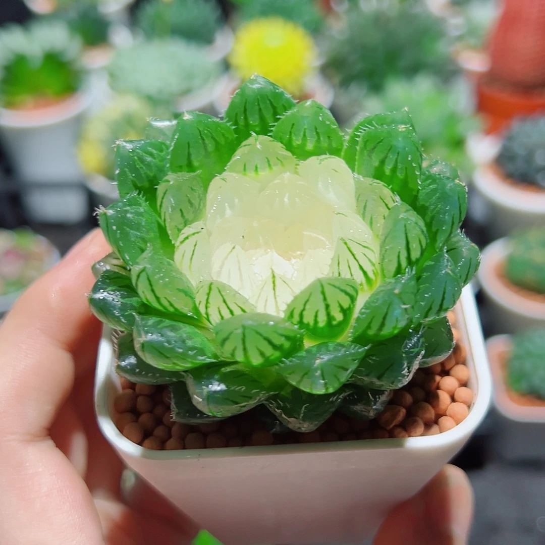 宝莲灯玉露多肉多肉多肉