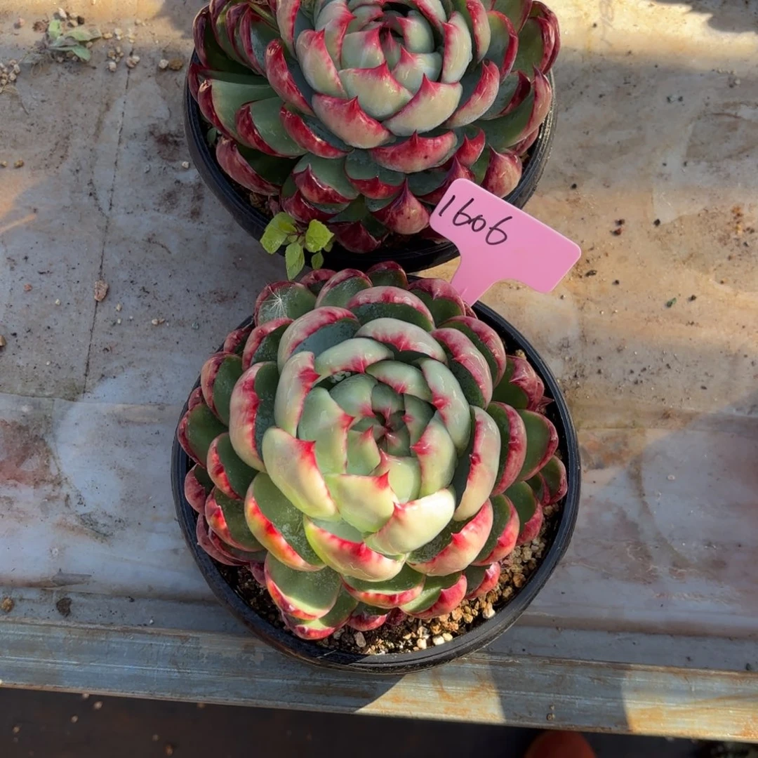 惊鸿仙子好看1606号