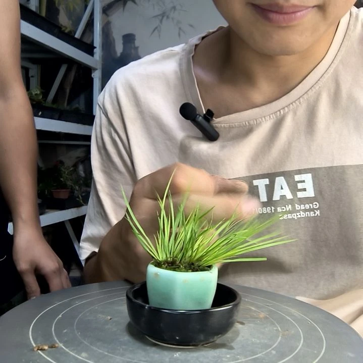 小***留中青园艺一物一拍210