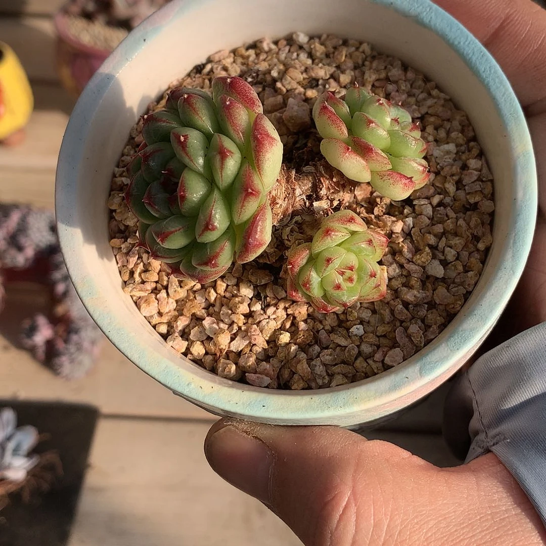 230不知名多肉一颗5厘米