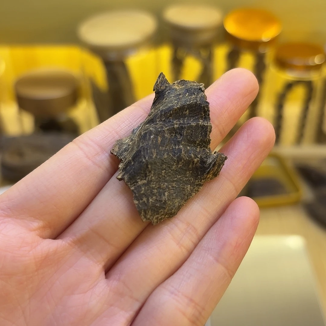 海南沉水包头壳料1克