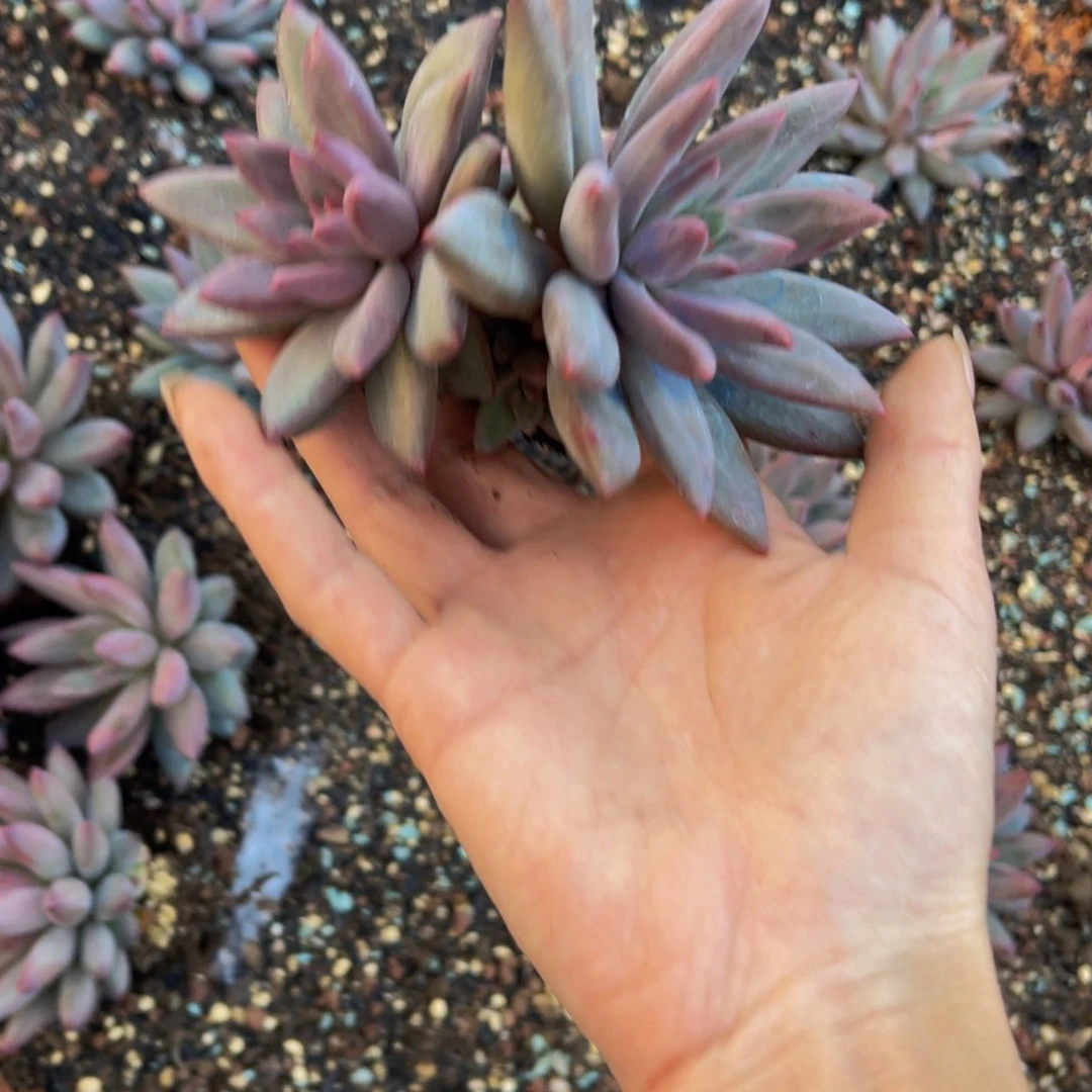 蜜*虞美人发货111111