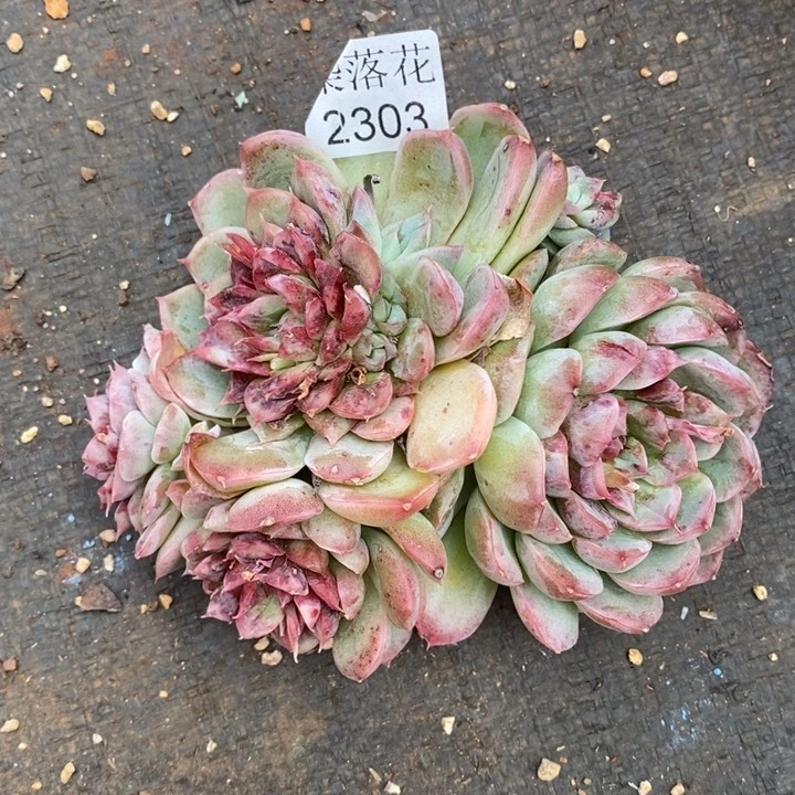 用****3精品多肉植物2303散