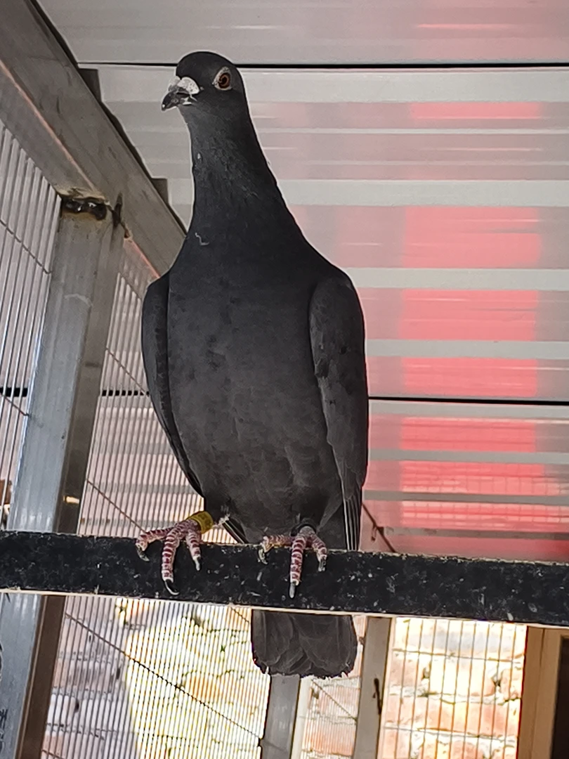 黑色桑杰士母光眼