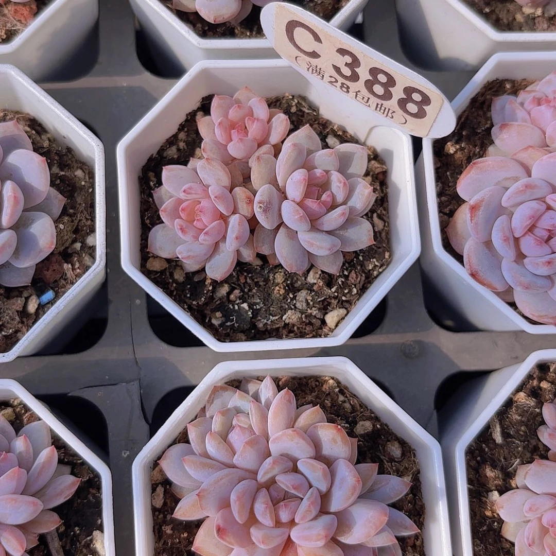 C388星星橙群一物一拍