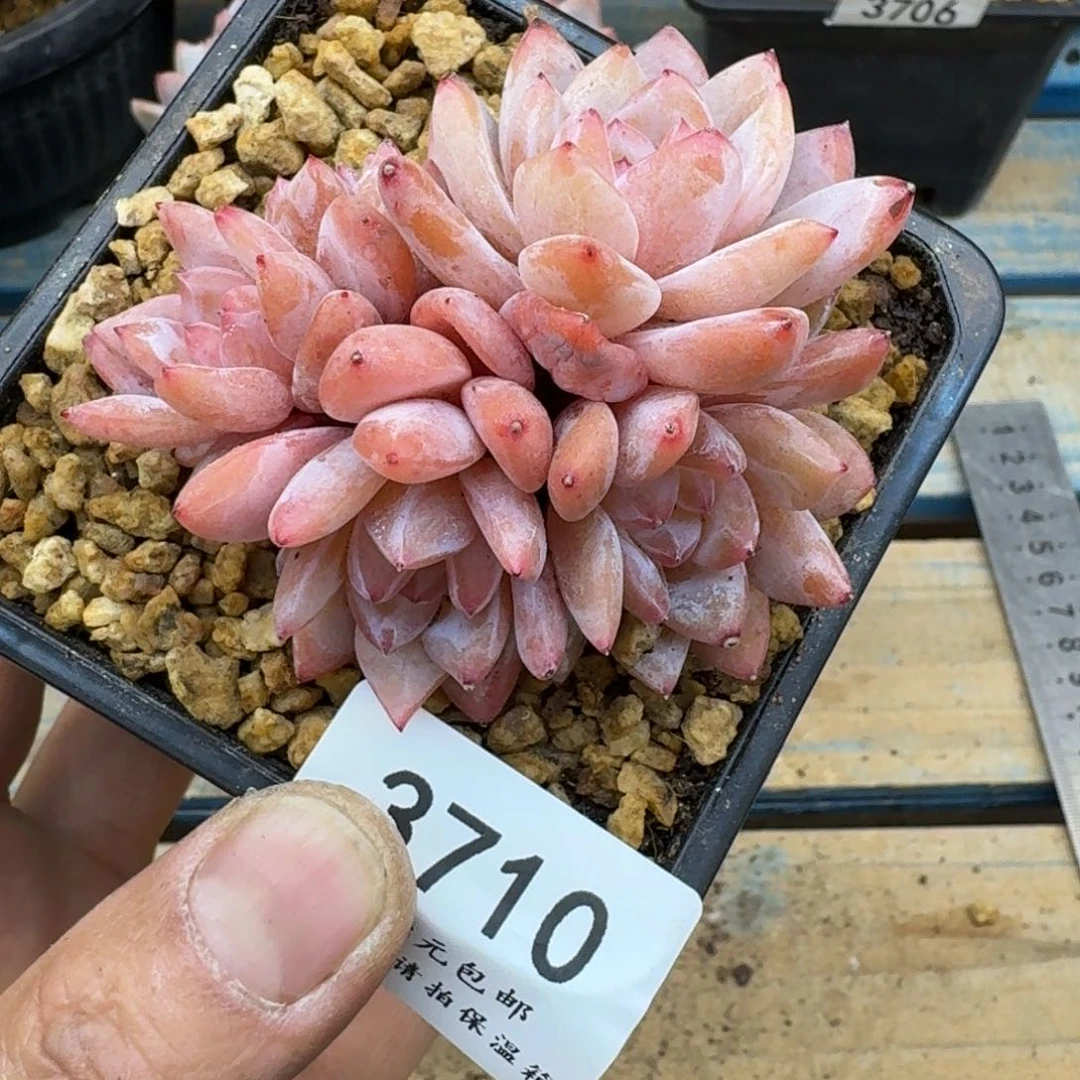 邻**孩371糖芯雪天使5头8cm（满28包邮）