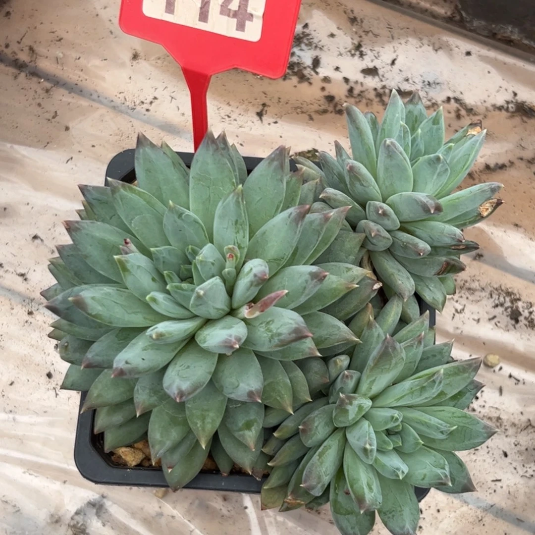 暗纹美人多肉植物114