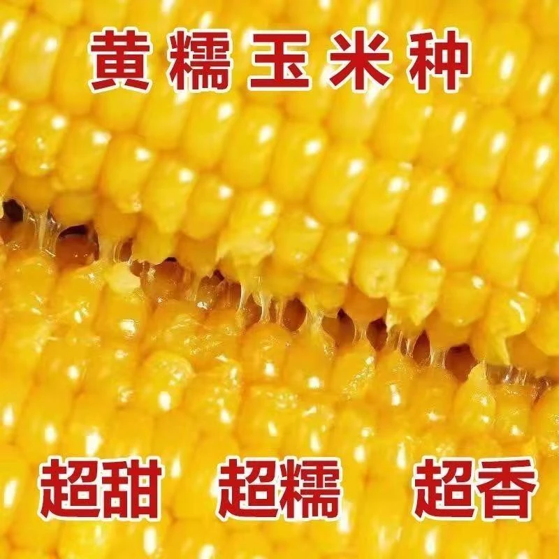 黄糯玉.米香甜粘糯黄玉.米种非转基因四季高产黄金糯玉.米