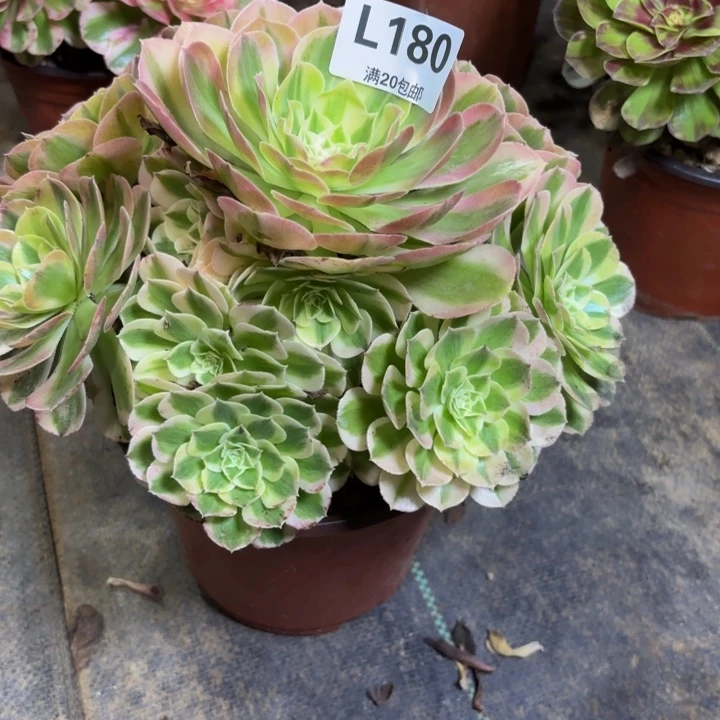 瑞妈多肉园艺180-