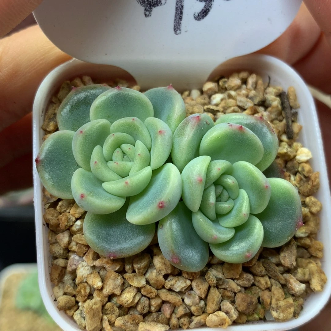 秃子甜心双头4732