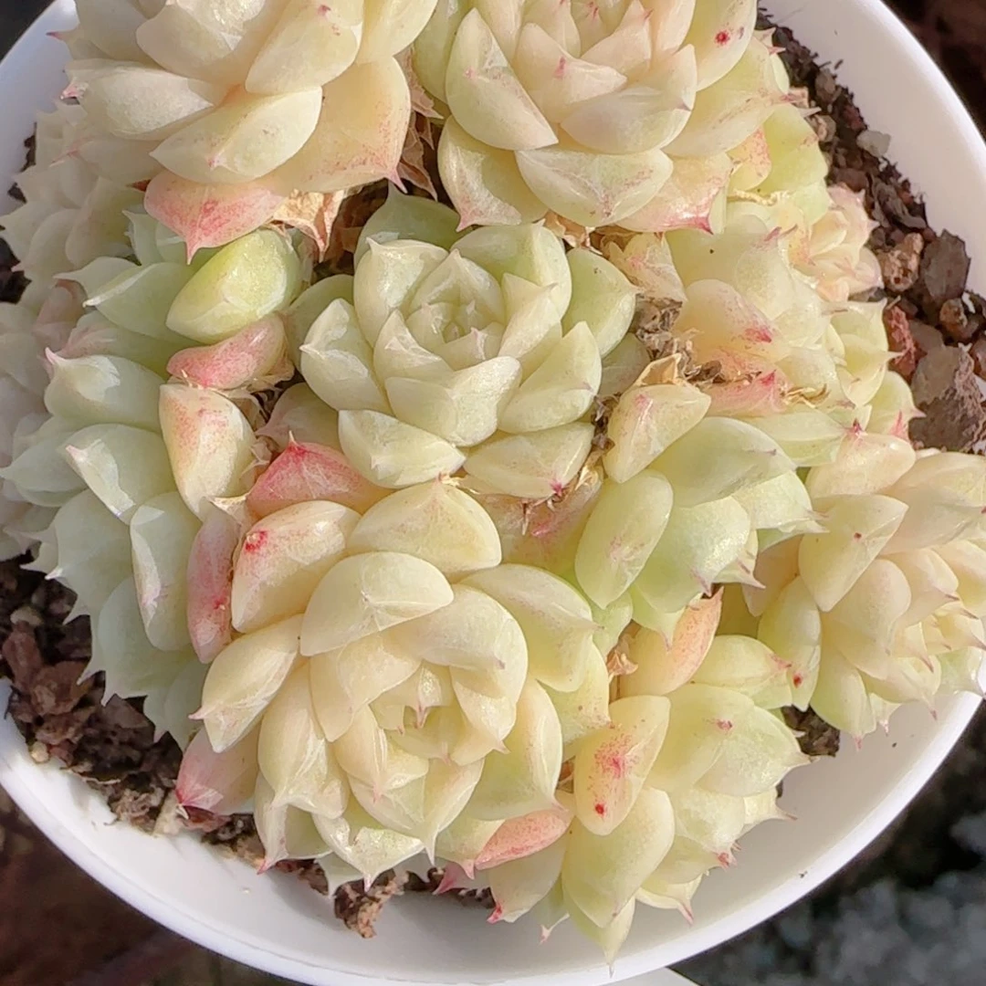 夏***甜花语多肉1220-230散