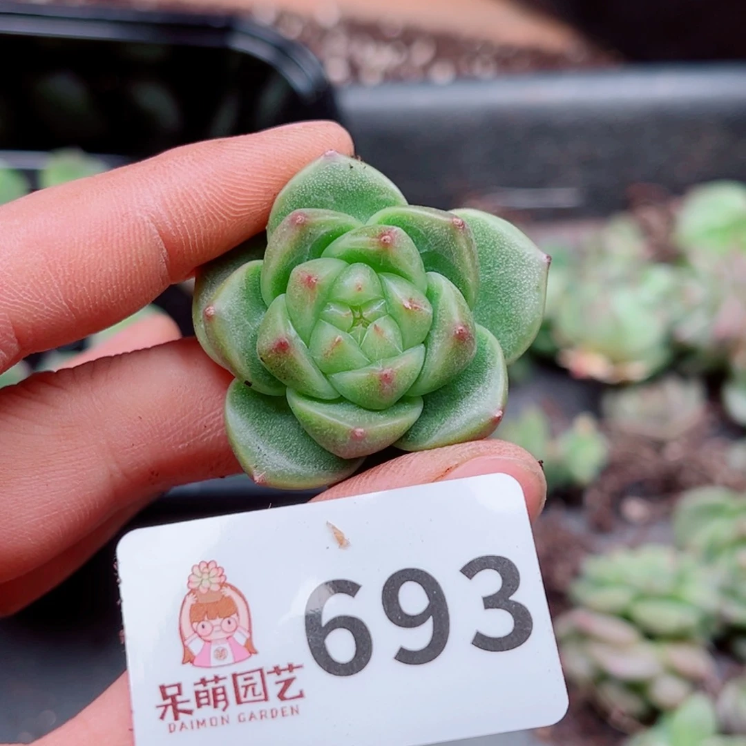 当前无花朵，栽培后可花朵