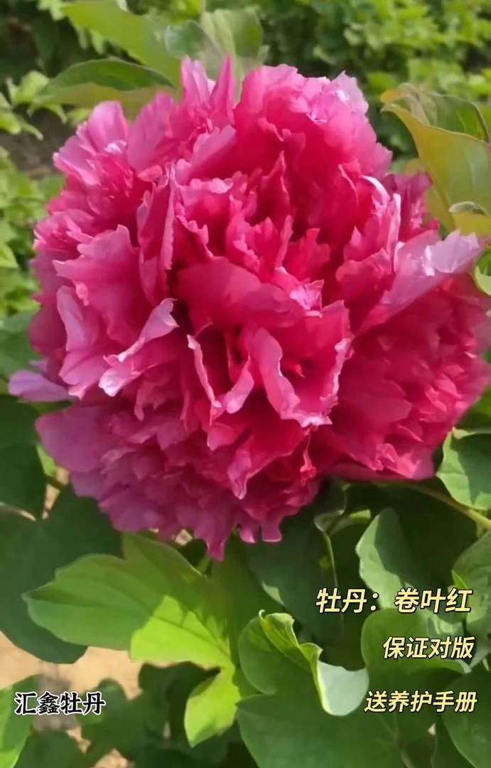 【卷叶红】红色系山东菏泽基地直发适宜地栽盆栽庭院种植观赏植物