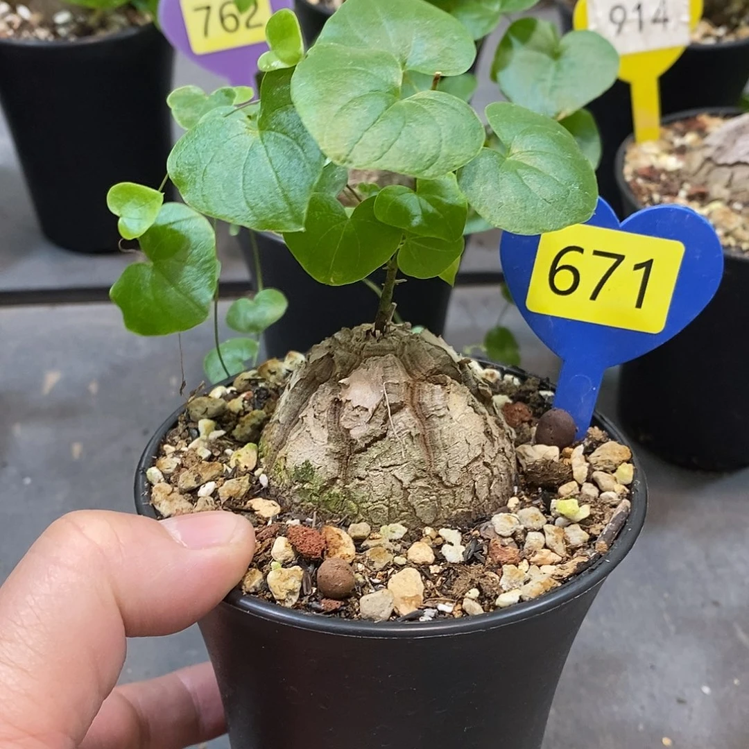 南非龟甲龙龟甲龙