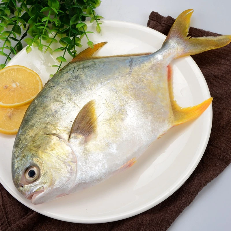 6条深海金鲳鱼肉质鲜嫩海鱼冰鲜（不宰杀）整条 新鲜速冻