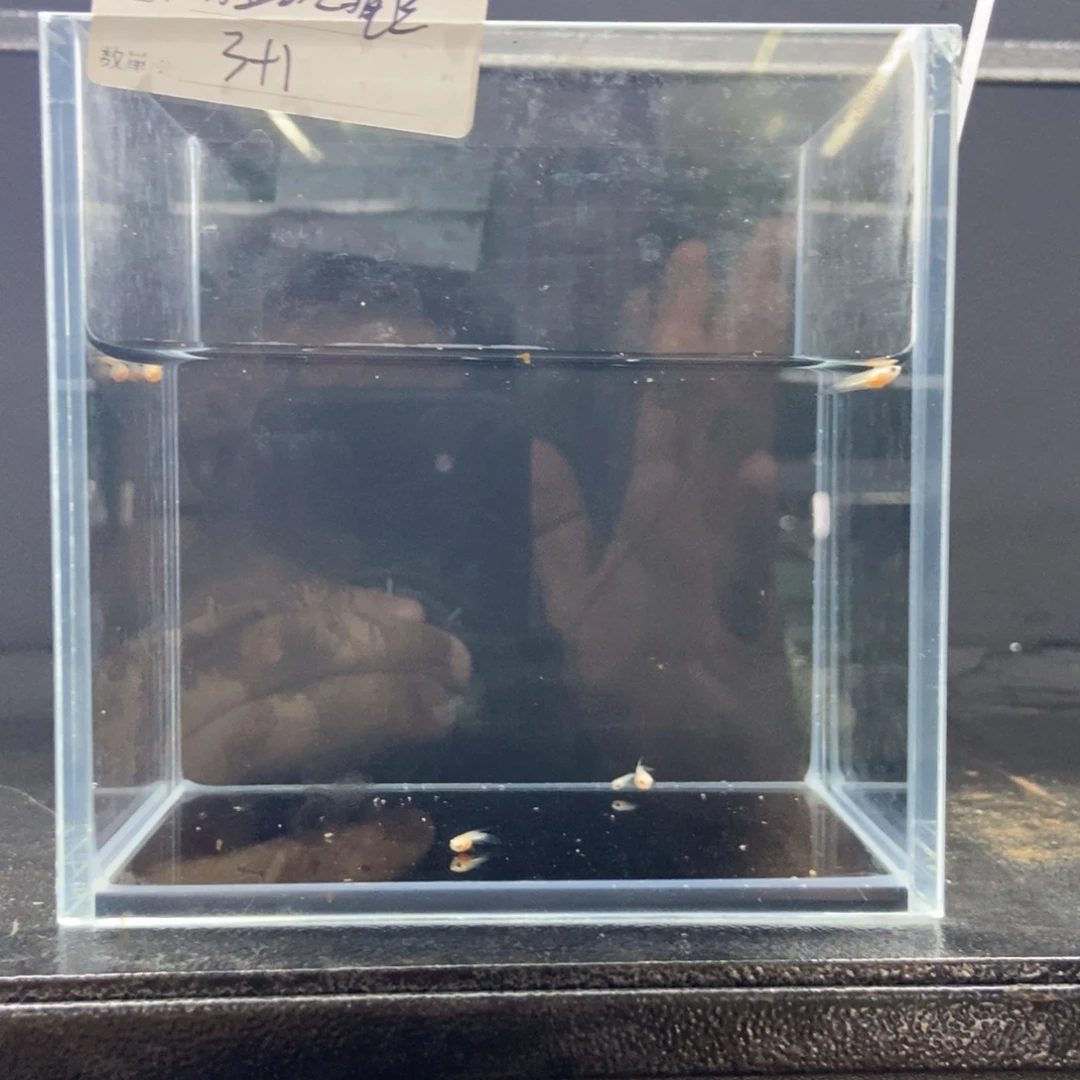 斗鱼包活不包损所见即所得500