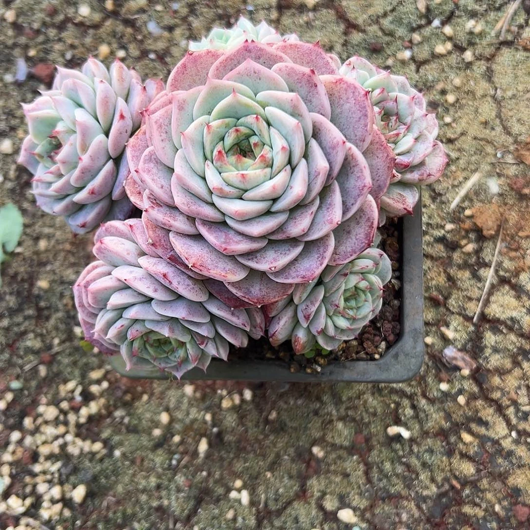 麒***麟糖心天鹅绒一物一拍