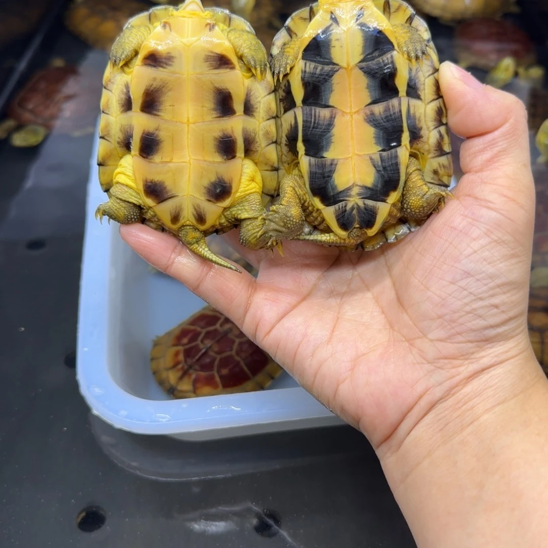 福***家公母搭配宠物龟背甲8.5 7.5