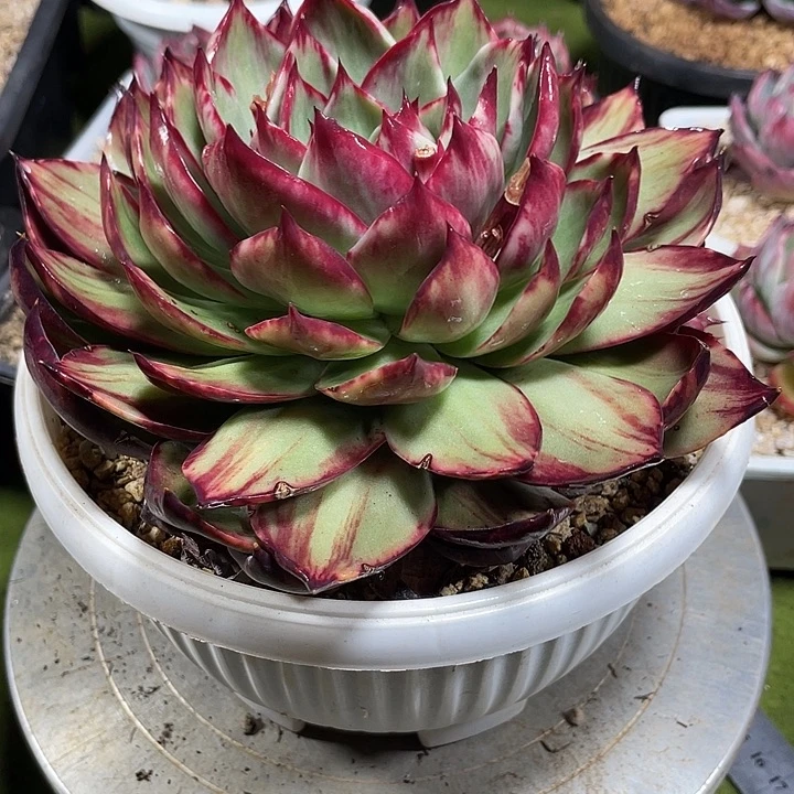 绚*惊鸿仙子多肉植物258