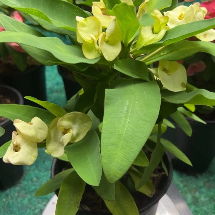 半***后泰品扦插一物一拍