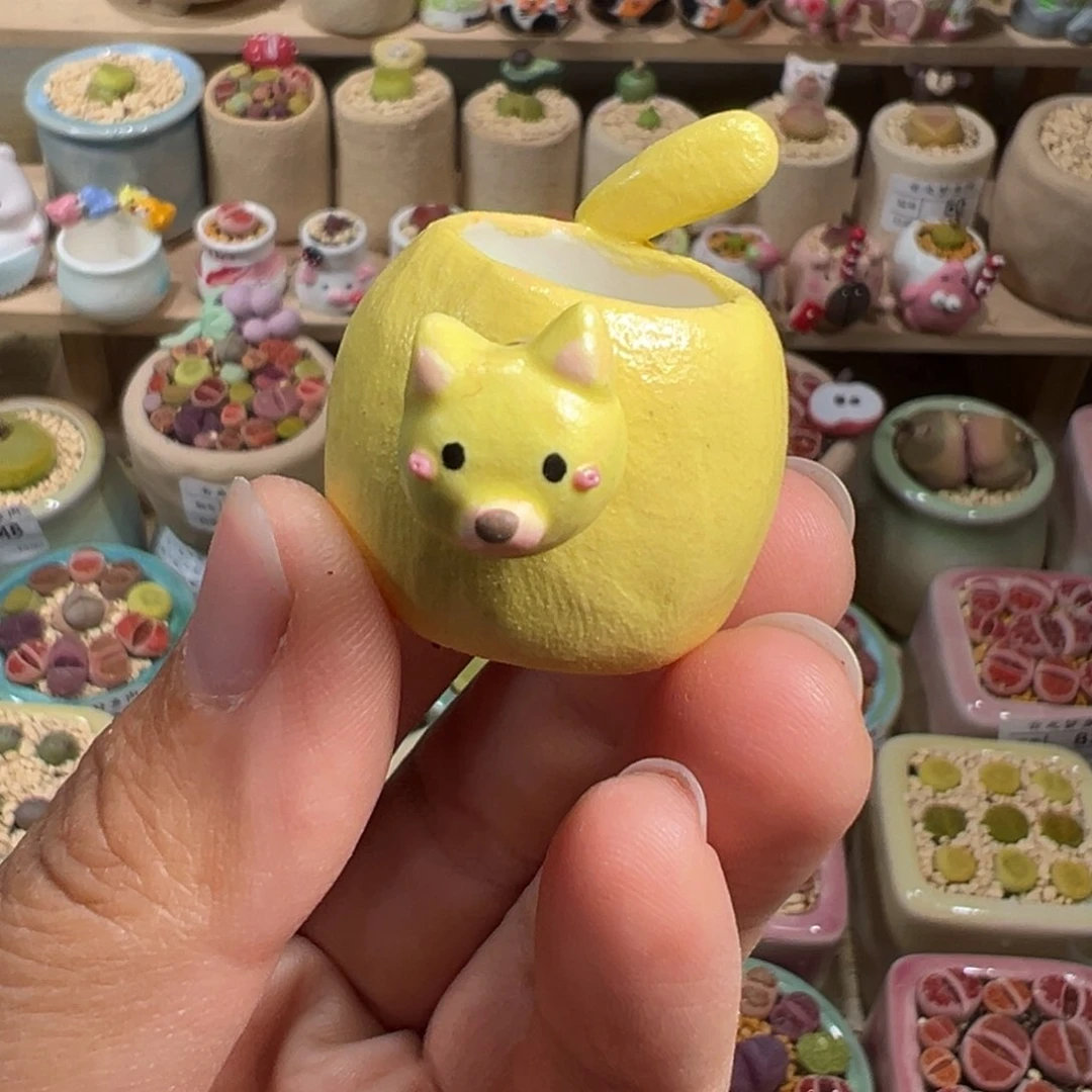 多肉植物123号拇指盆