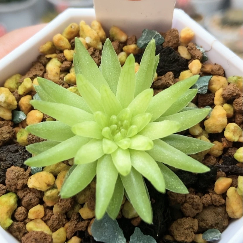 【闪购商品】菊日笠28