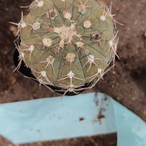 完全开放952实生球