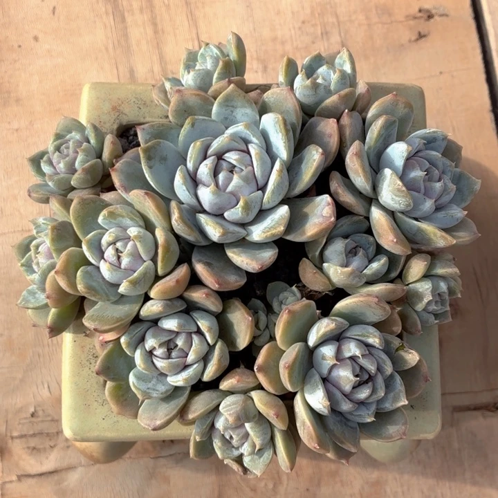 多肉植物 雪兔一物一拍-4