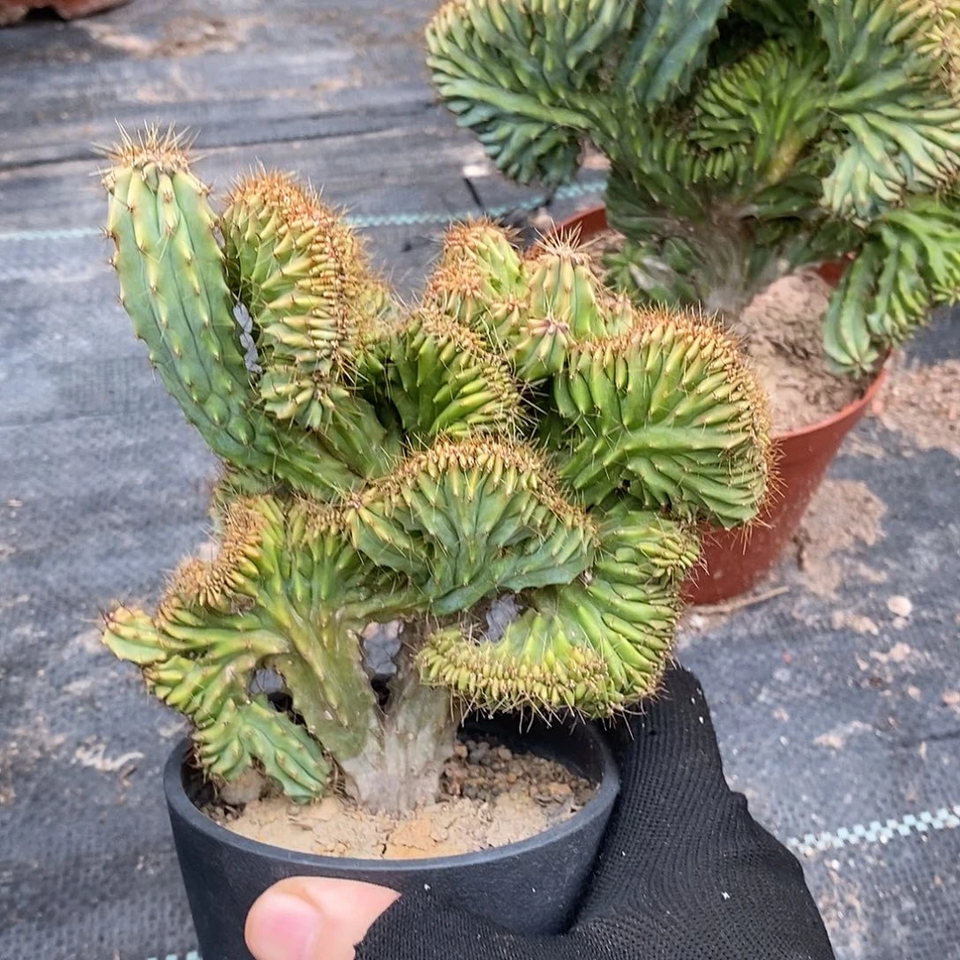 泰龙木缀化一物一拍