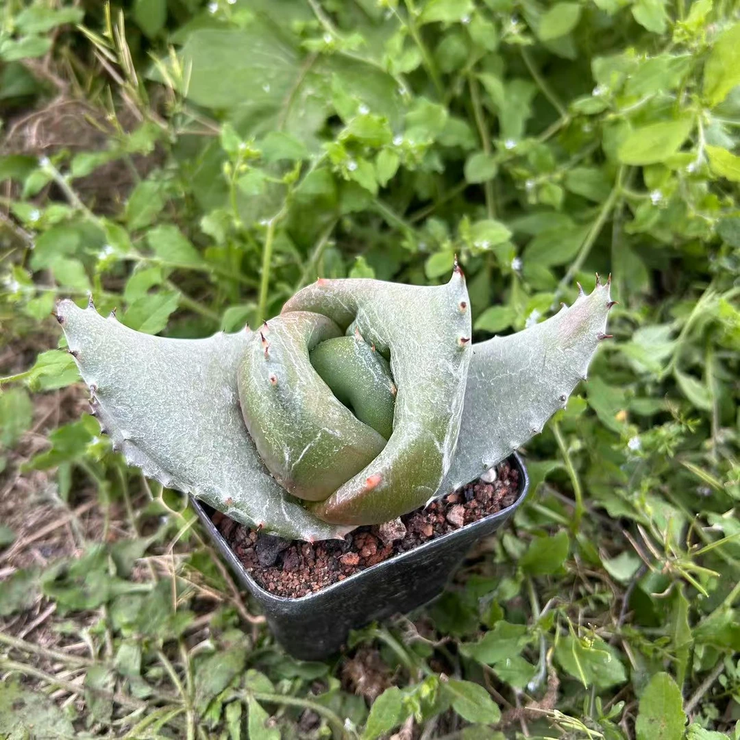 元宝  仙人球夏型种绿植盆栽桌面阳台办公室摆件