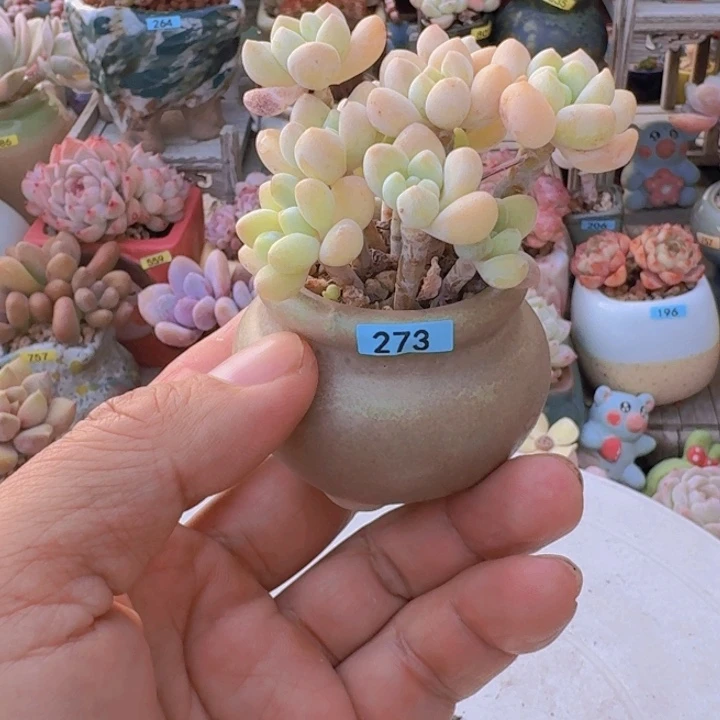 不****一物一拍编号273