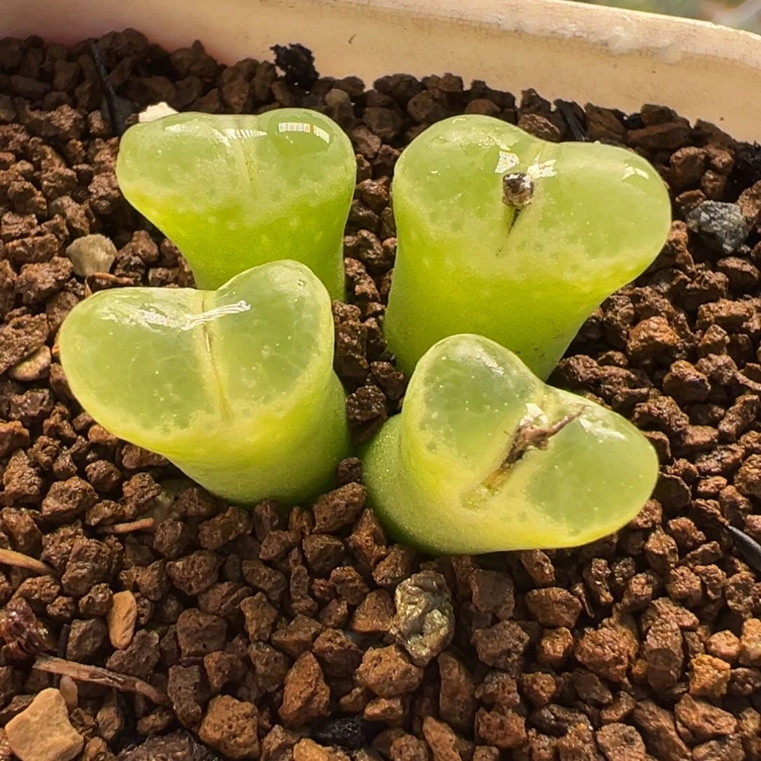 185多肉植物种类多样
