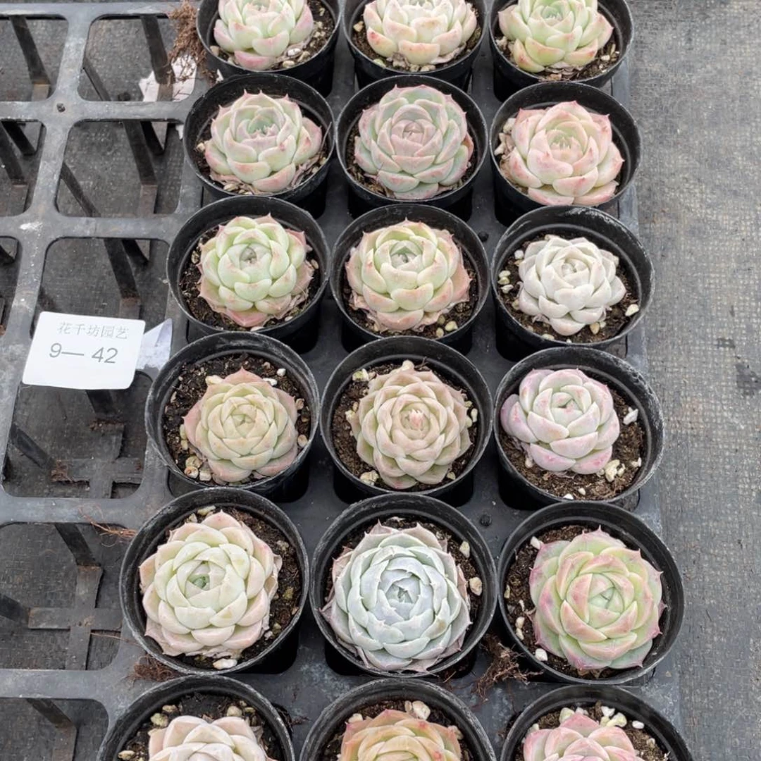 一物一拍18棵9-42