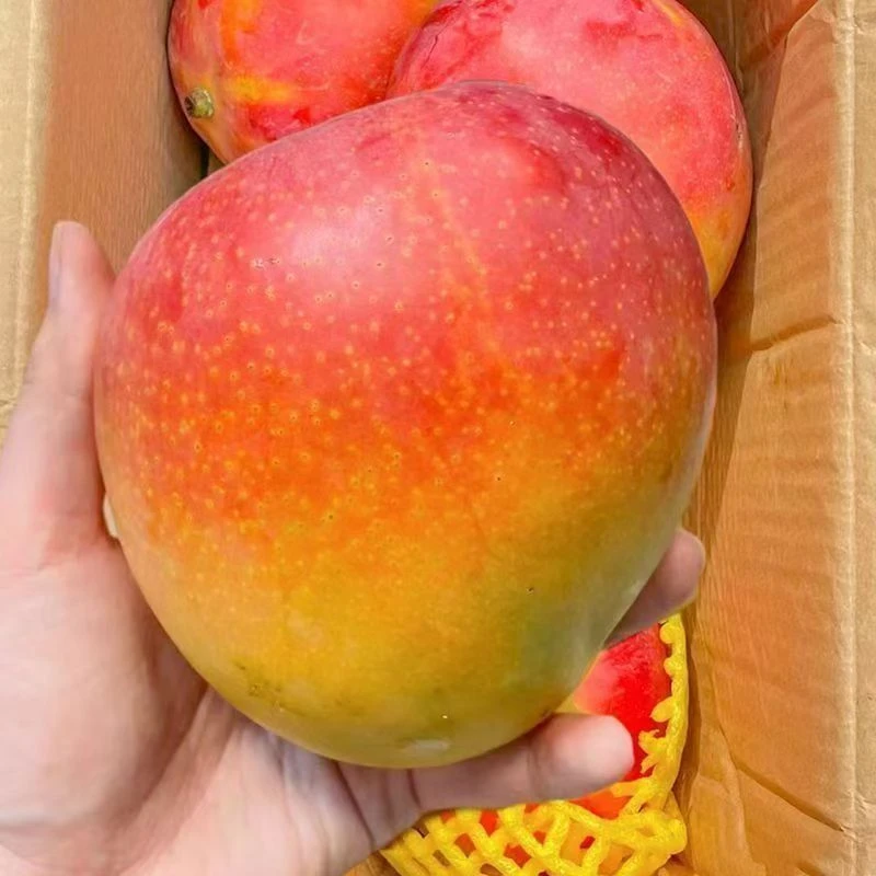 云南正宗澳芒苹果芒新鲜热带应季香甜多汁大芒果