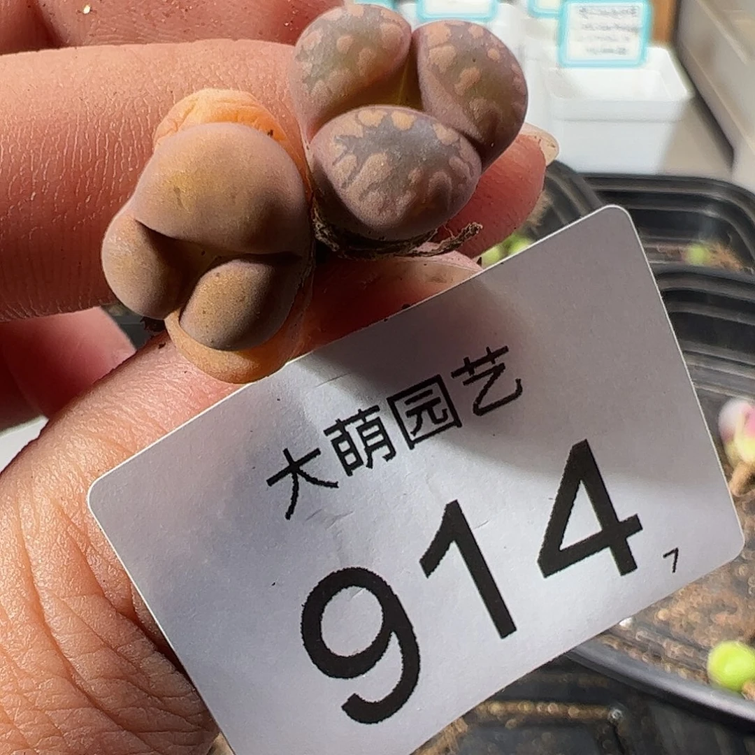 0000914 一物一拍……