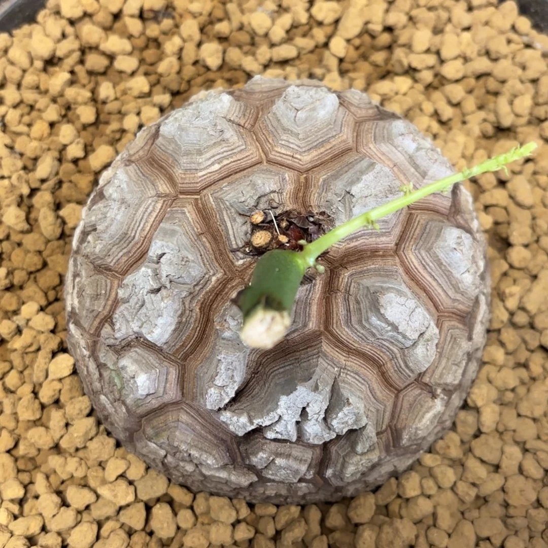 1685号龟甲龙带盆包邮不退不换