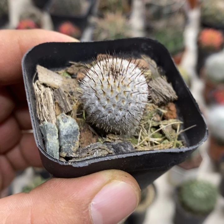 直刺佩雷特价福利