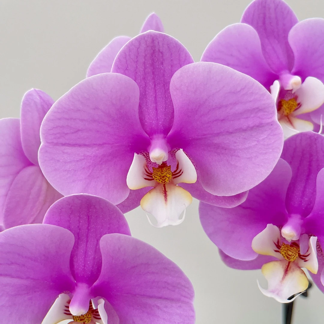 蝴蝶兰《安娜》颜色高级 花期长 新手推荐 好养耐养 基地直发