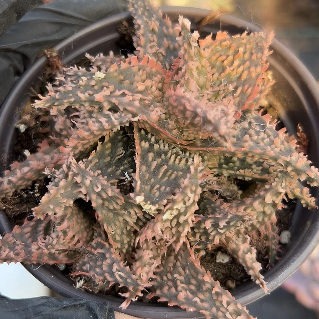 园艺芦荟多肉植物