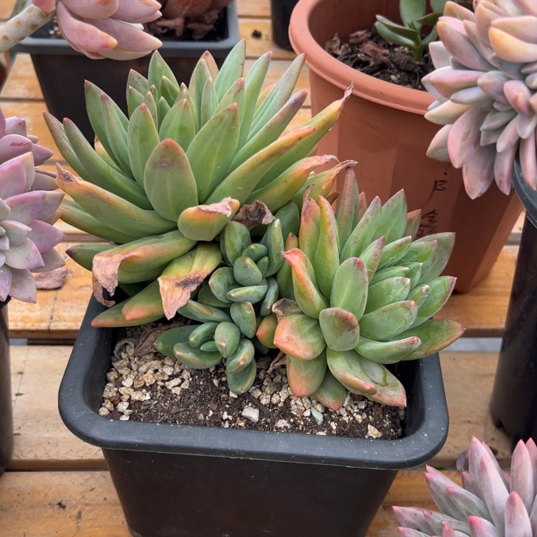 多肉海洋之歌【非偏远地区满18包邮】