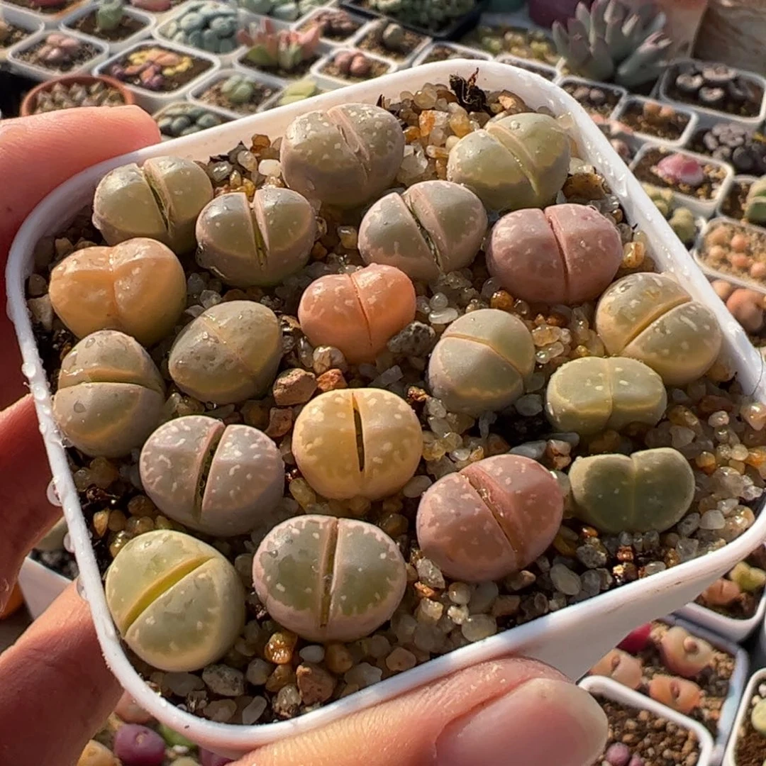 420多肉植物组合