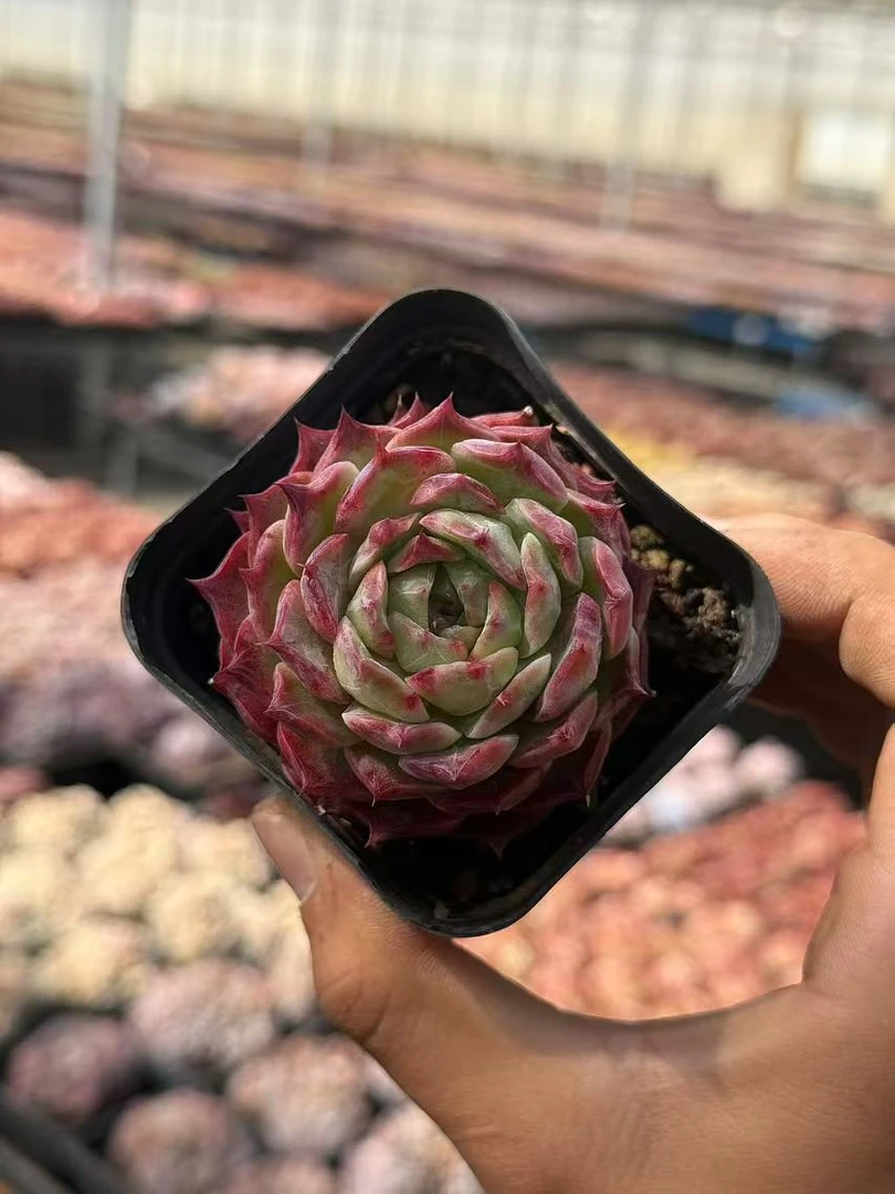 7#捻红优秀版多肉植物  前男友精品多肉SM737