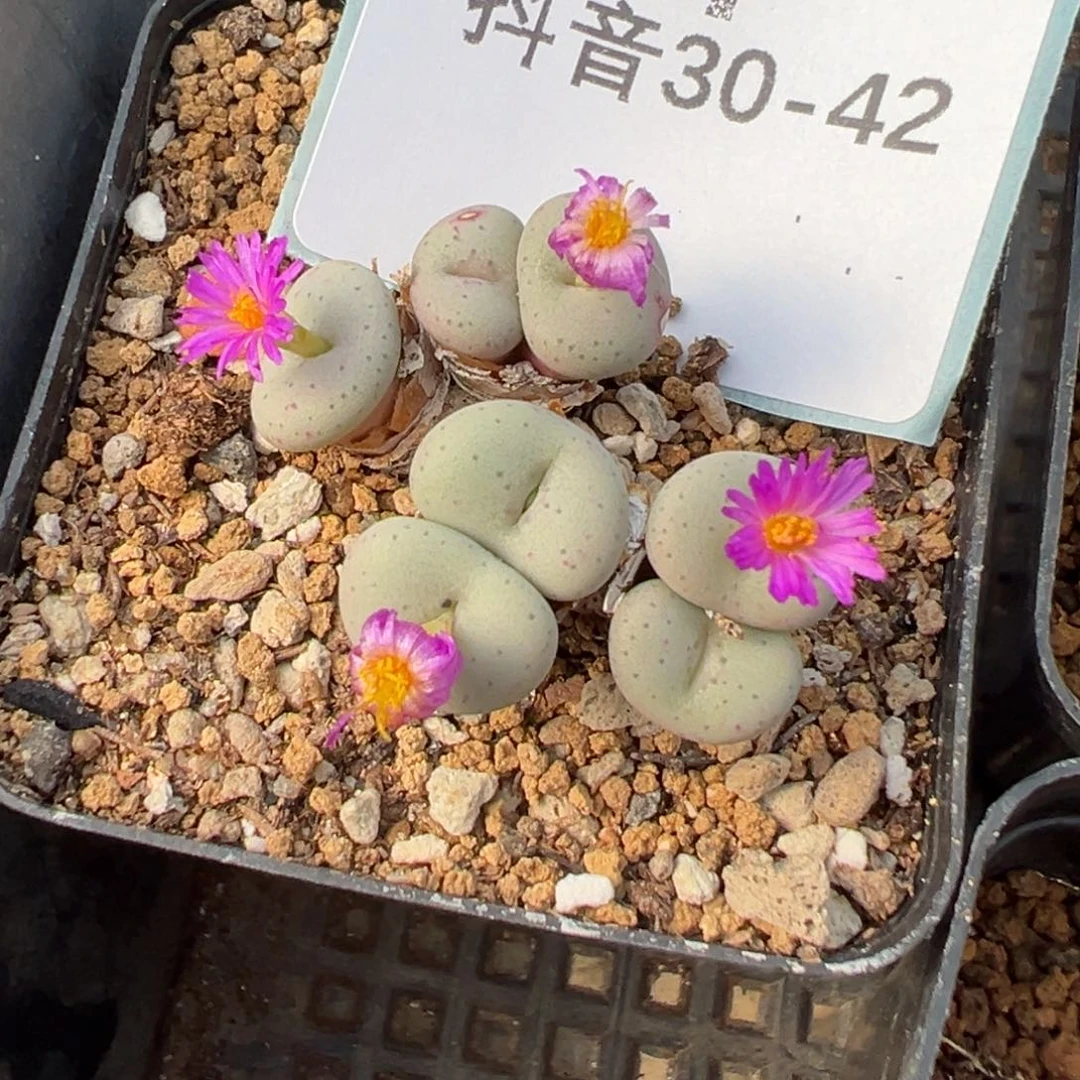 30-42f纽扣肉锥多肉植物